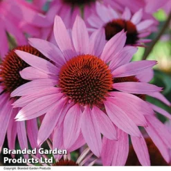 Best Value Perennial Collection -Garden Central Sales Store ECHI NECTARPIN T01855202