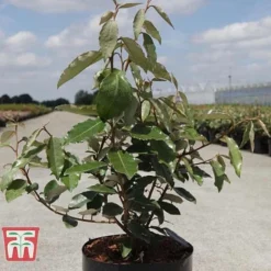 Elaeagnus X Ebbingei 'Clone' -Garden Central Sales Store ELAE T66208 B1
