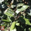Elaeagnus X Ebbingei 'Clone'
