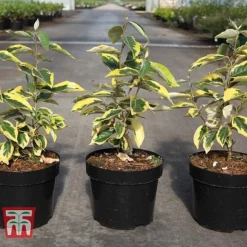 Elaeagnus X Submacrophylla 'Gilt Edge' -Garden Central Sales Store ELAE TKA3114 A
