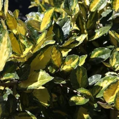 Elaeagnus Pungens 'Maculata' -Garden Central Sales Store ELAE MACULATA S45440 NOW