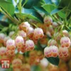 Enkianthus Campanulatus
