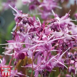 Epimedium 'Lilafee'