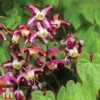 Epimedium 'Rubrum'