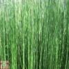 Equisetum Hyemale (Marginal Aquatic)