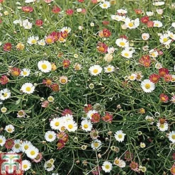 Erigeron 'Stallone' -Garden Central Sales Store ERIG T69170 A