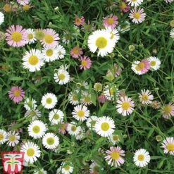 Erigeron 'Stallone' -Garden Central Sales Store ERIG T69170 C