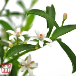 Philotheca Myoporoides - Gift -Garden Central Sales Store ERIO WKB9336 B