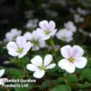 Erodium Reichardii 'White'