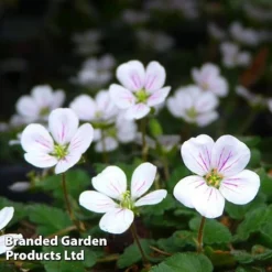 Erodium Reichardii 'White'