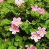 Erodium × Variabile 'Roseum'