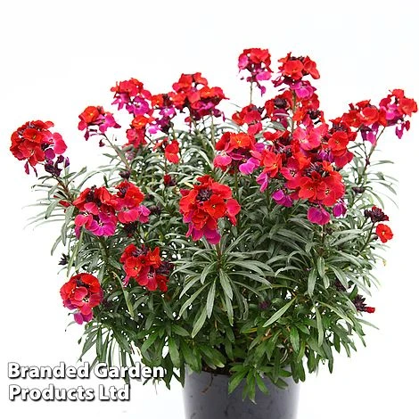 Erysimum 'Colour Vibe Red' 7 Erysimum 'Colour Vibe Red' - Image 7