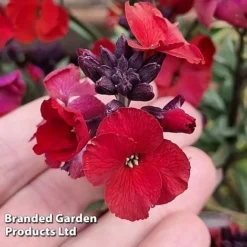Erysimum 'Colour Vibe Red' 9 Erysimum 'Colour Vibe Red' -Garden Central Sales Store ERYS COLOURVIB H49883
