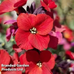 Erysimum 'Colour Vibe Red' 10 Erysimum 'Colour Vibe Red' -Garden Central Sales Store ERYS COLOURVIB H49884