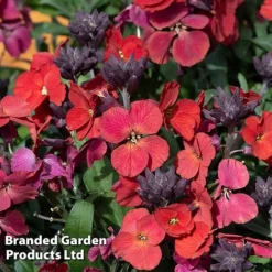 Erysimum 'Colour Vibe Red' 11 Erysimum 'Colour Vibe Red' -Garden Central Sales Store ERYS COLOURVIB H49886