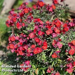 Erysimum 'Colour Vibe Red' 12 Erysimum 'Colour Vibe Red' -Garden Central Sales Store ERYS COLOURVIB H49887
