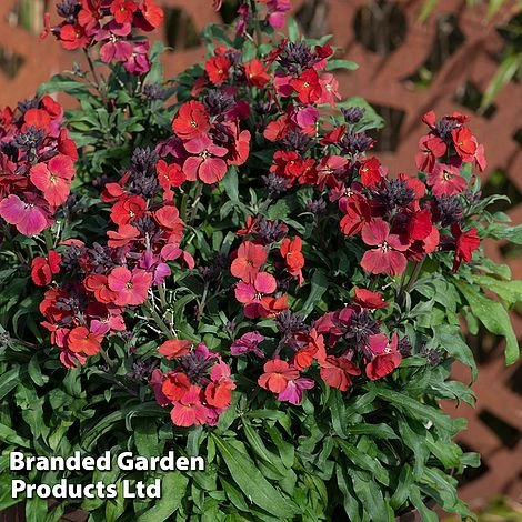 Erysimum 'Colour Vibe Red' 2 Erysimum 'Colour Vibe Red' - Image 2