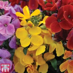 Wallflower 'Sugar Rush' -Garden Central Sales Store ERYS SUGARRUSH T00663
