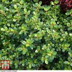 Escallonia 'Red Dream' -Garden Central Sales Store ESCA 8027 A1