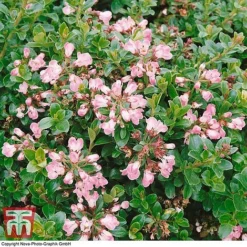 Escallonia 'Apple Blossom' -Garden Central Sales Store ESCA T58238 A