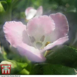 Escallonia 'Apple Blossom' -Garden Central Sales Store ESCA T58238 B