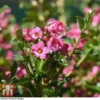 Escallonia 'Apple Blossom'