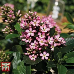 Escallonia Laevis 'Pink Elle' -Garden Central Sales Store ESCA T80277 C