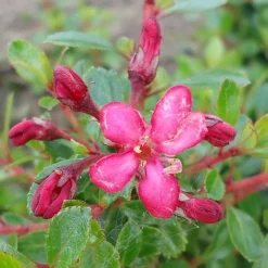 Escallonia 'Red Dream' -Garden Central Sales Store ESCA T80278 NOW1