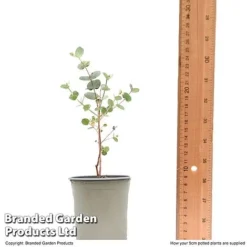 Eucalyptus Gunnii 'Azura' -Garden Central Sales Store EUCA AZURA9CM T48474