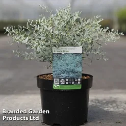 Eucalyptus Gunnii 'France Bleu'