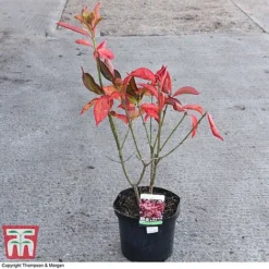 Euonymus Europaeus 'Red Cascade' -Garden Central Sales Store EUON 58190 A