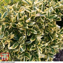 Euonymus Japonicus 'Ovatus Aureus' -Garden Central Sales Store EUON TKA0927 C
