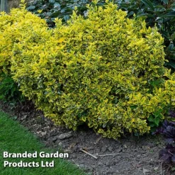 Evergreen Patio Shrub Collection -Garden Central Sales Store EUON EMERALDGO W31756