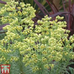 Euphorbia Characias 'Glacier Blue'
