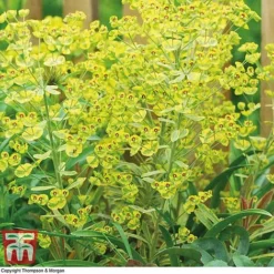 Euphorbia X Martini 'Ascot Rainbow' -Garden Central Sales Store EUPH T62211 C