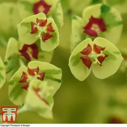 Euphorbia X Martini 'Ascot Rainbow' -Garden Central Sales Store EUPH T62211 D