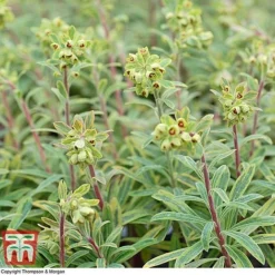 Euphorbia X Martini 'Ascot Rainbow' -Garden Central Sales Store EUPH T62211 E