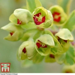 Euphorbia X Martini 'Ascot Rainbow' -Garden Central Sales Store EUPH T62211 F