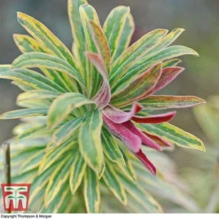 Euphorbia X Martini 'Ascot Rainbow' -Garden Central Sales Store EUPH T62211 G