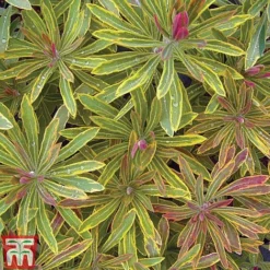 Euphorbia X Martini 'Ascot Rainbow' -Garden Central Sales Store EUPH T62211 H
