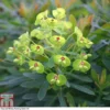 Euphorbia X Martini 'Baby Charm'