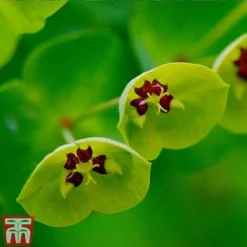 Euphorbia X Martini -Garden Central Sales Store EUPH T82206 C