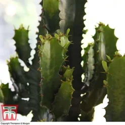 Euphorbia Acrurensis -Garden Central Sales Store EUPH tka6944 B