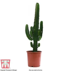 Euphorbia Acrurensis -Garden Central Sales Store EUPH tka6944 E
