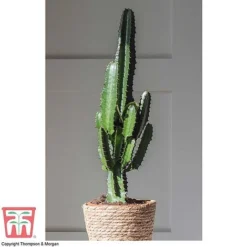 Euphorbia Acrurensis -Garden Central Sales Store EUPH tka6944 H