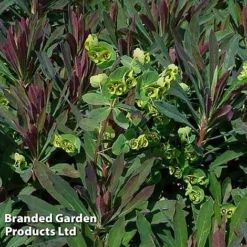 Euphorbia Martinii 'Walberton's Ruby Glow' -Garden Central Sales Store EUPH RUBYGLOW S45001