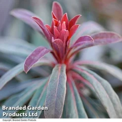 Euphorbia Martinii 'Walberton's Ruby Glow' -Garden Central Sales Store EUPH RUBYGLOW T01793