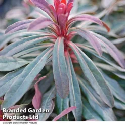 Euphorbia Martinii 'Walberton's Ruby Glow' -Garden Central Sales Store EUPH RUBYGLOW T01794