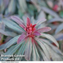 Euphorbia Martinii 'Walberton's Ruby Glow' -Garden Central Sales Store EUPH RUBYGLOW T01795