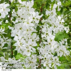 Exochorda 'Blushing Pearl' -Garden Central Sales Store EXOC BLUSHINGP H39579